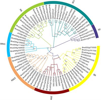 Genome-Wide Characterization of Serine/Arginine-Rich Gene Family and Its Genetic Effects on Agronomic Traits of Brassica napus